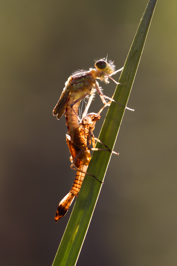 Large Red Damselfly Emerging 3